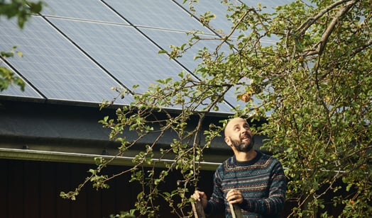 Henkilö poimii omenoita omenapuusta. Taustalla näkyy katto, jossa on aurinkopaneeleja.